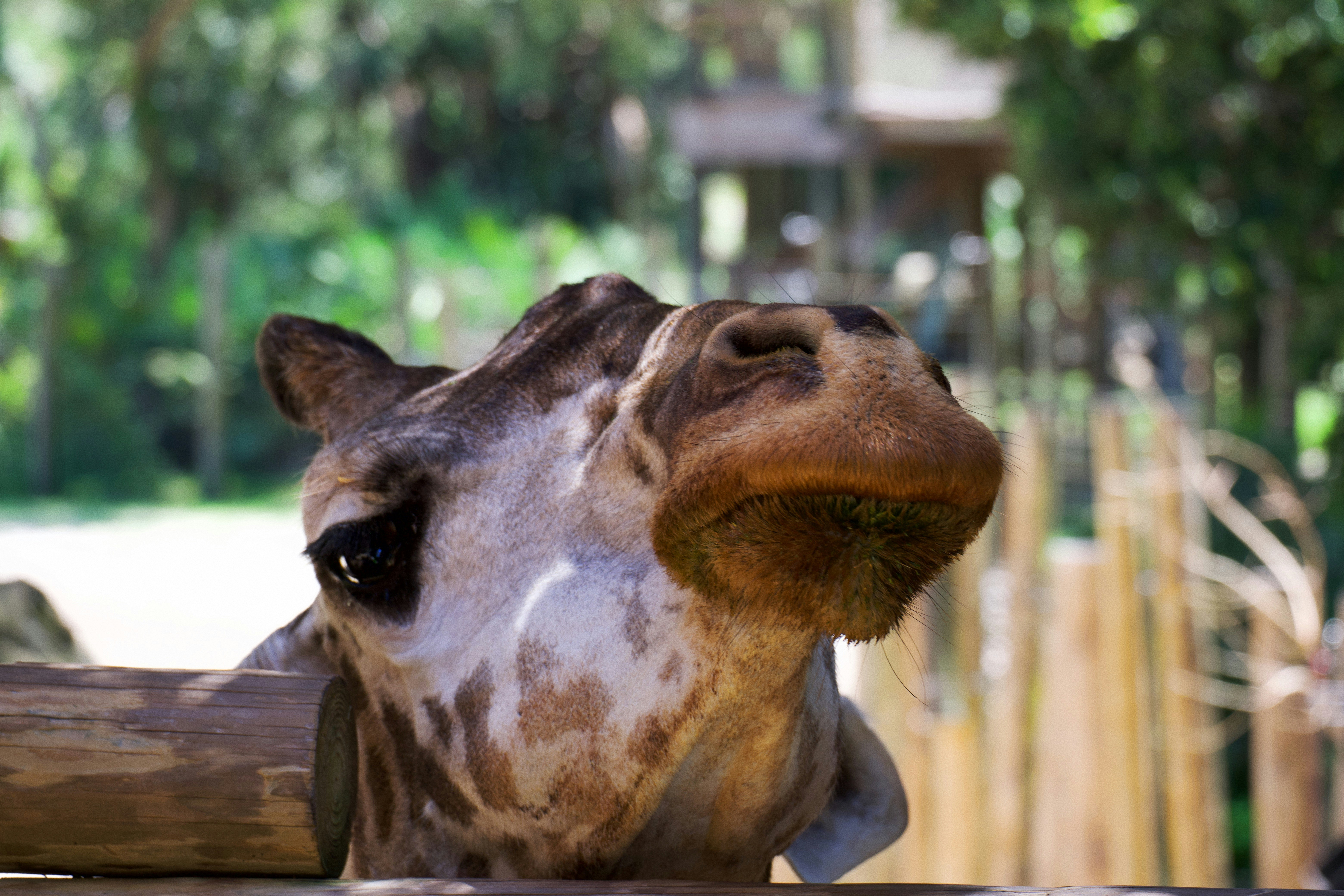 giraffe head in close up photography